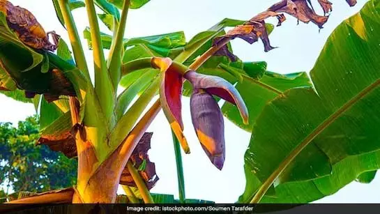 Banana flower benefits: केले के फूल का जानिए फायदा