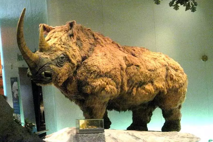 Woolly rhinoceroses : आइस एज’ में हो गए थे खत्म २टन  होता था ऊनी गेंडो का वजन