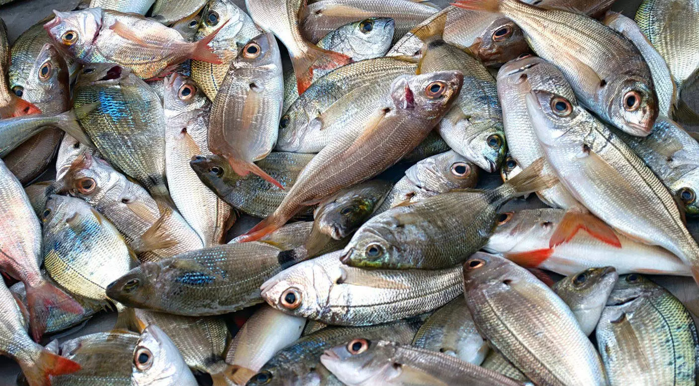 Mahasamund News: मछली पालन के लिए 10 वर्षीय लीज और पट्टे पर दिए जाने आवेदन आमंत्रित