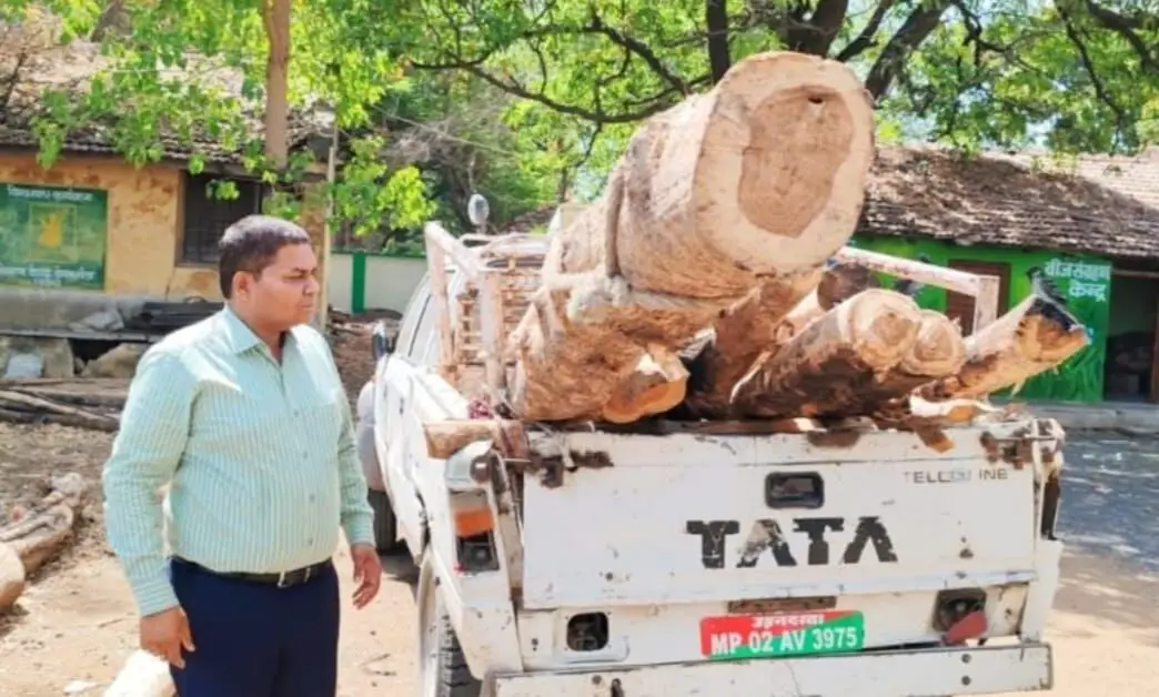 Raisen: घर के बाड़े में छुपाकर रखी थी सागौन की सिल्लियां, वन अमले ने की जब्त