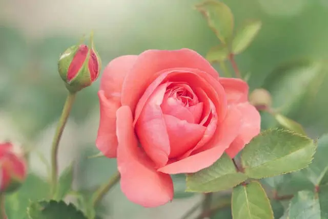 ROSE BENEFITS: जानिए गुलाब के फायदे स्किन और हेल्थ के लिए