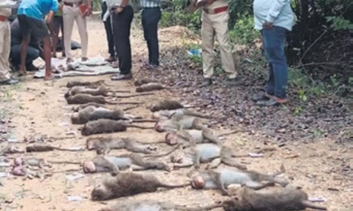 Karnataka News: चिकमंगलूर में 34 बंदरों को बेहोश कर पीट-पीटकर मार डाला गया