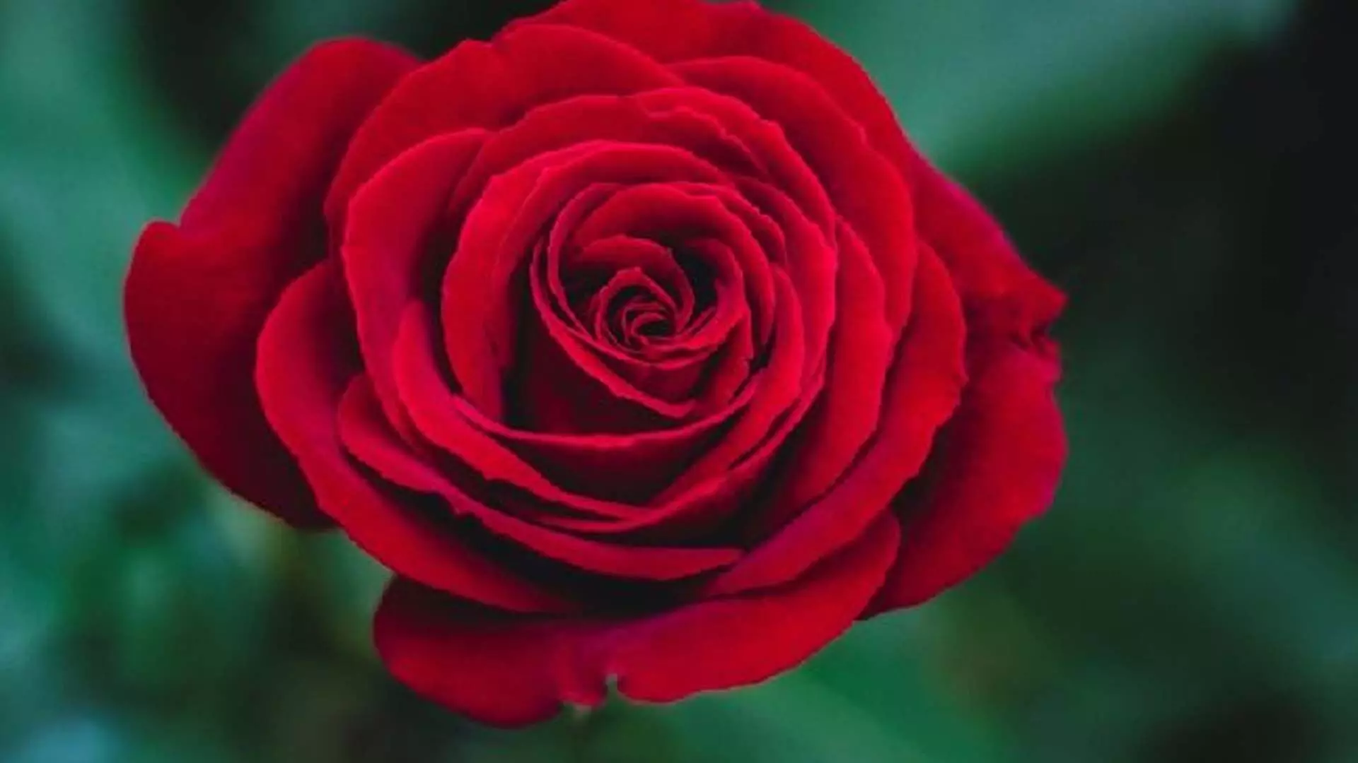 LIFE STYLE: त्वचा के लिए गुलाब के इस्तेमाल के अद्भुत फायदे