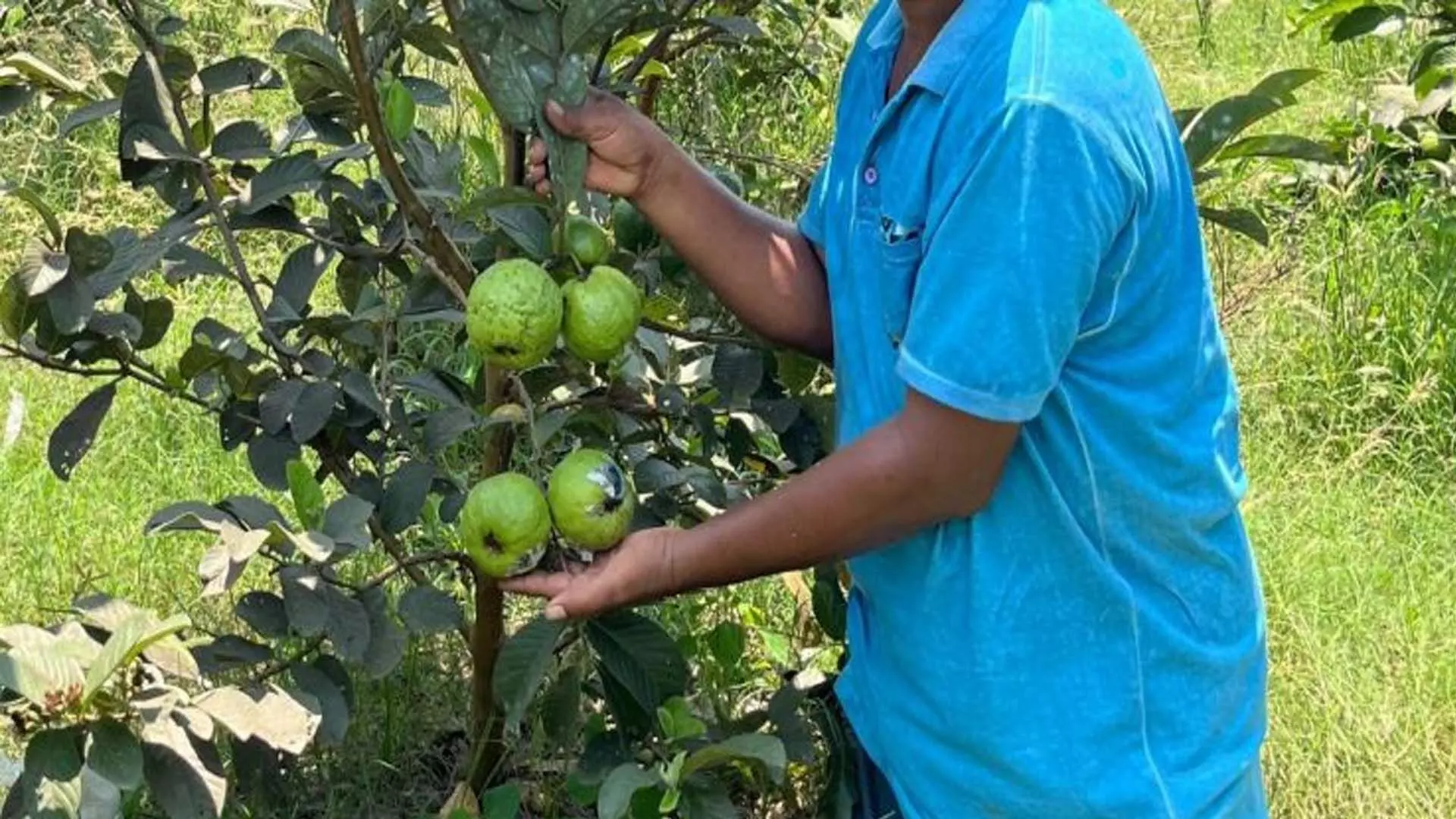 Odisha News : बंजर भूमि को बाग-बगीचों के आश्रय स्थल में बदला गया