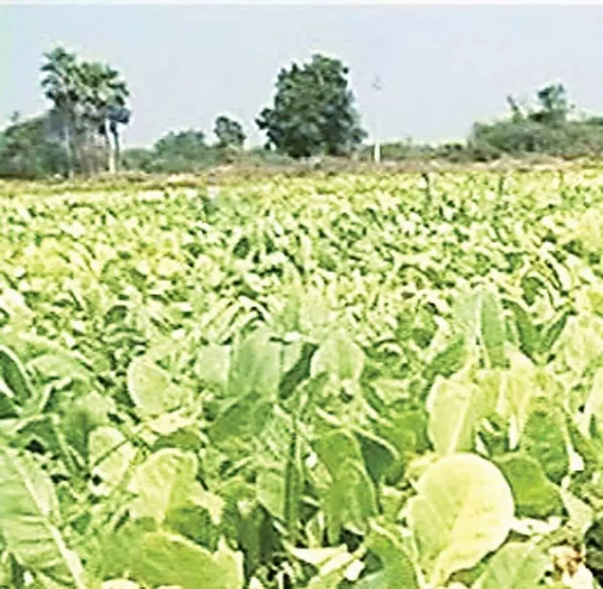 Andhra Pradesh News: आंध्र के ओंगोल के किसान तम्बाकू नीलामी की कीमतों से नाखुश
