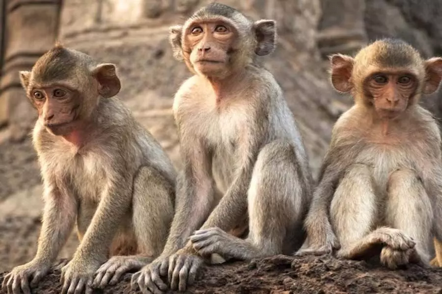 Chikmagaluru: 30 बंदर संदिग्ध परिस्थितियों में मिले मृत