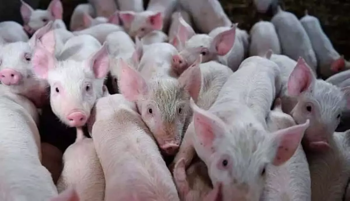Mizoram News: अफ्रीकी स्वाइन फीवर ने मिजोरम के सुअर पालन उद्योग को तबाह कर दिया