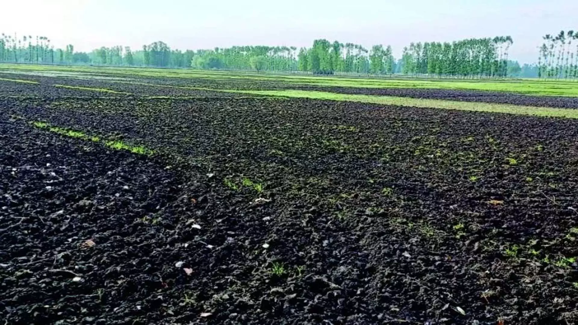 North Kashmir के चावल के कटोरे में सूखे जैसी स्थिति