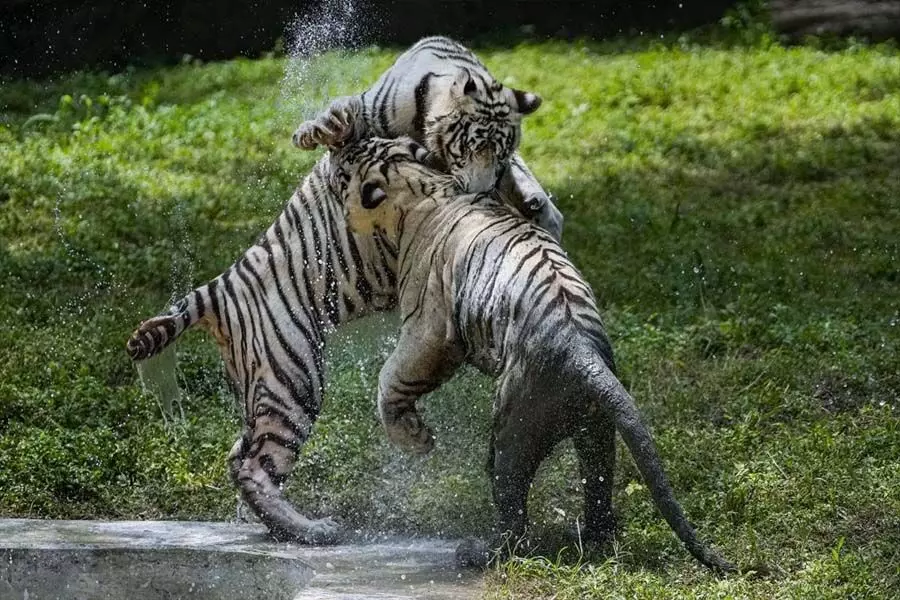 Bandhavgarh: दो बाघों के बीच लड़ाई में एक की मौत