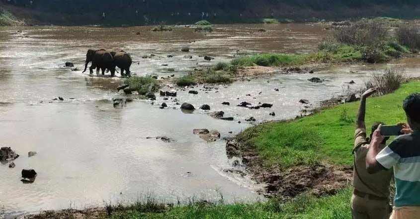 Kerala news : लटकती बाड़ हटाई गई, कर्नाटक से हाथी कबानी से वायनाड के खेतों की ओर बढ़े