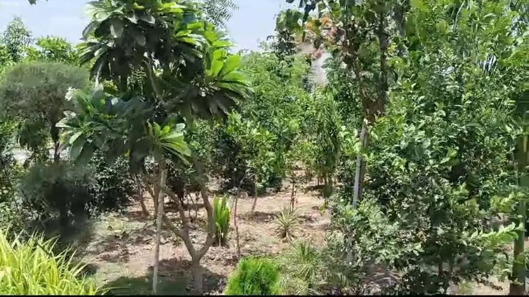Indore News: इंदौर में  3 घंटे में लगेंगे 51 लाख पौधे,बनेगा वर्ल्ड रिकॉर्ड