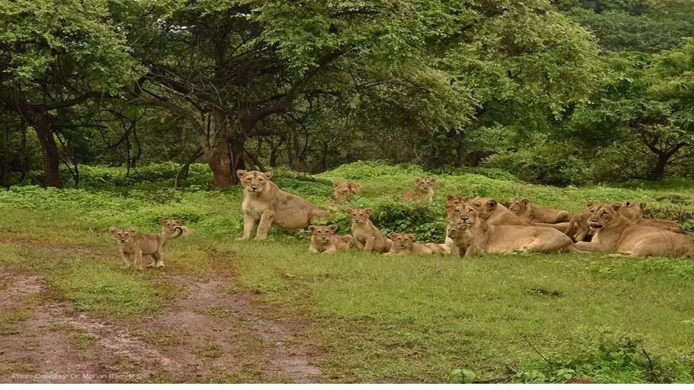 Junagadh : शेरों की छुट्टियां, गिरनार अभयारण्य, गिर राष्ट्रीय उद्यान 16 जून से बंद हो जाएंगे