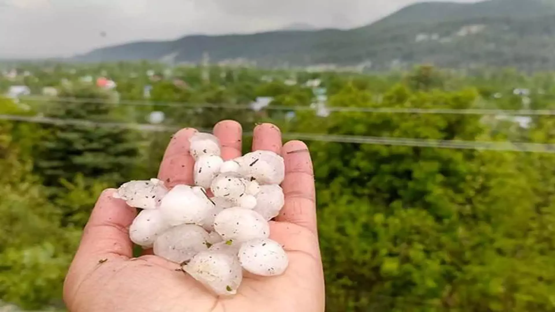 शोपियां, पुलवामा में ओलावृष्टि से सेब के बागों को नुकसान