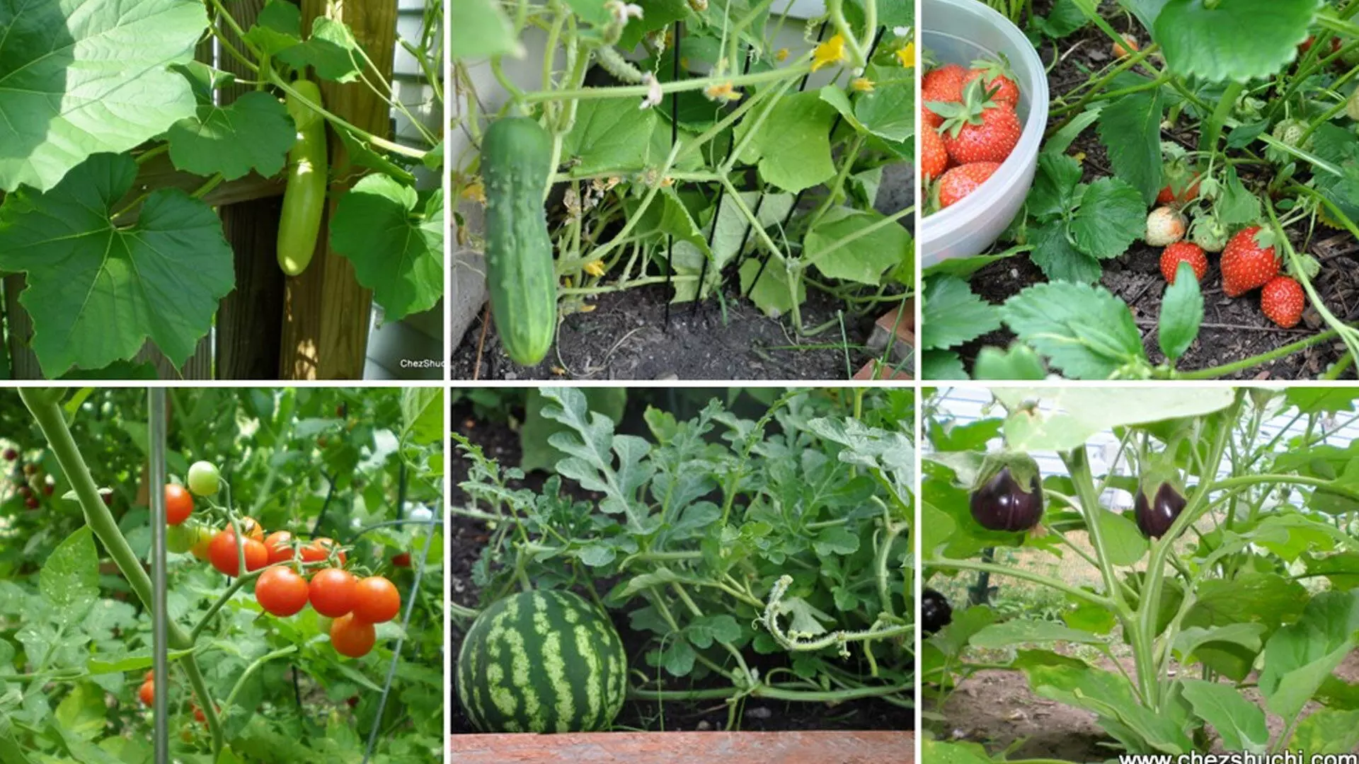 grow vegetables:अपने घर पर ही इस तरह उगाए सब्जियां नहीं निकलना पड़ेगा बाहर