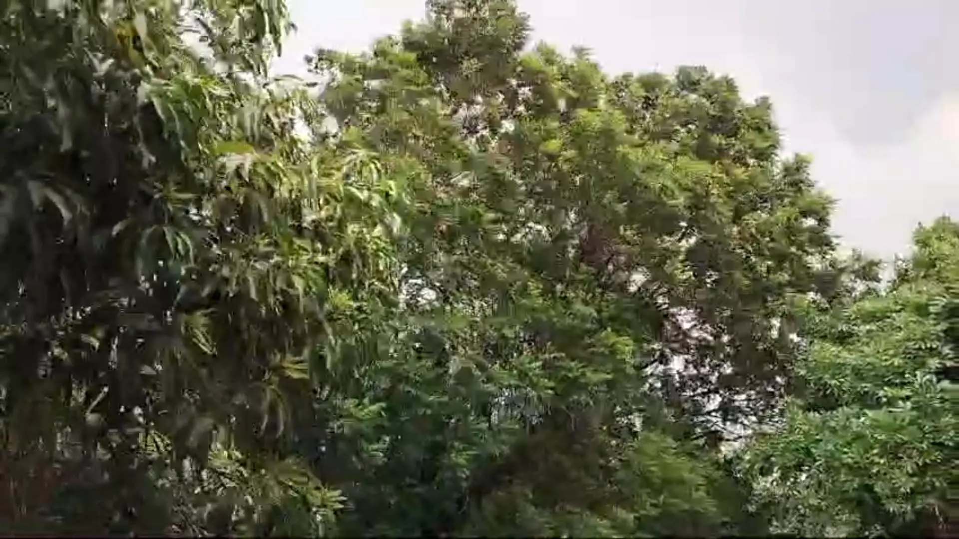 Raipur में चलने लगी तेज़ हवाएं, देखें VIDEO...
