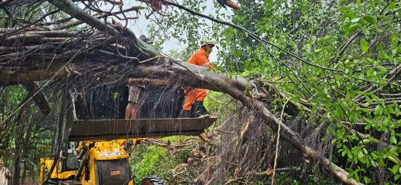 Goa News: गिरते पेड़ों के कारण अग्निशमन सेवाएं व्यस्त