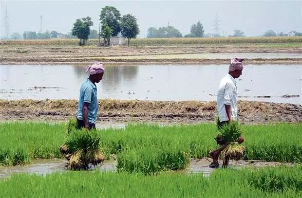 Punjab News: अमृतसर जिले के किसानों के लिए मजदूरों की कमी बड़ी चिंता