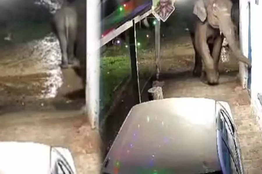 Munnar में जंगली हाथियों का झुंड दुकानों में तोड़फोड़ करने वापस आया