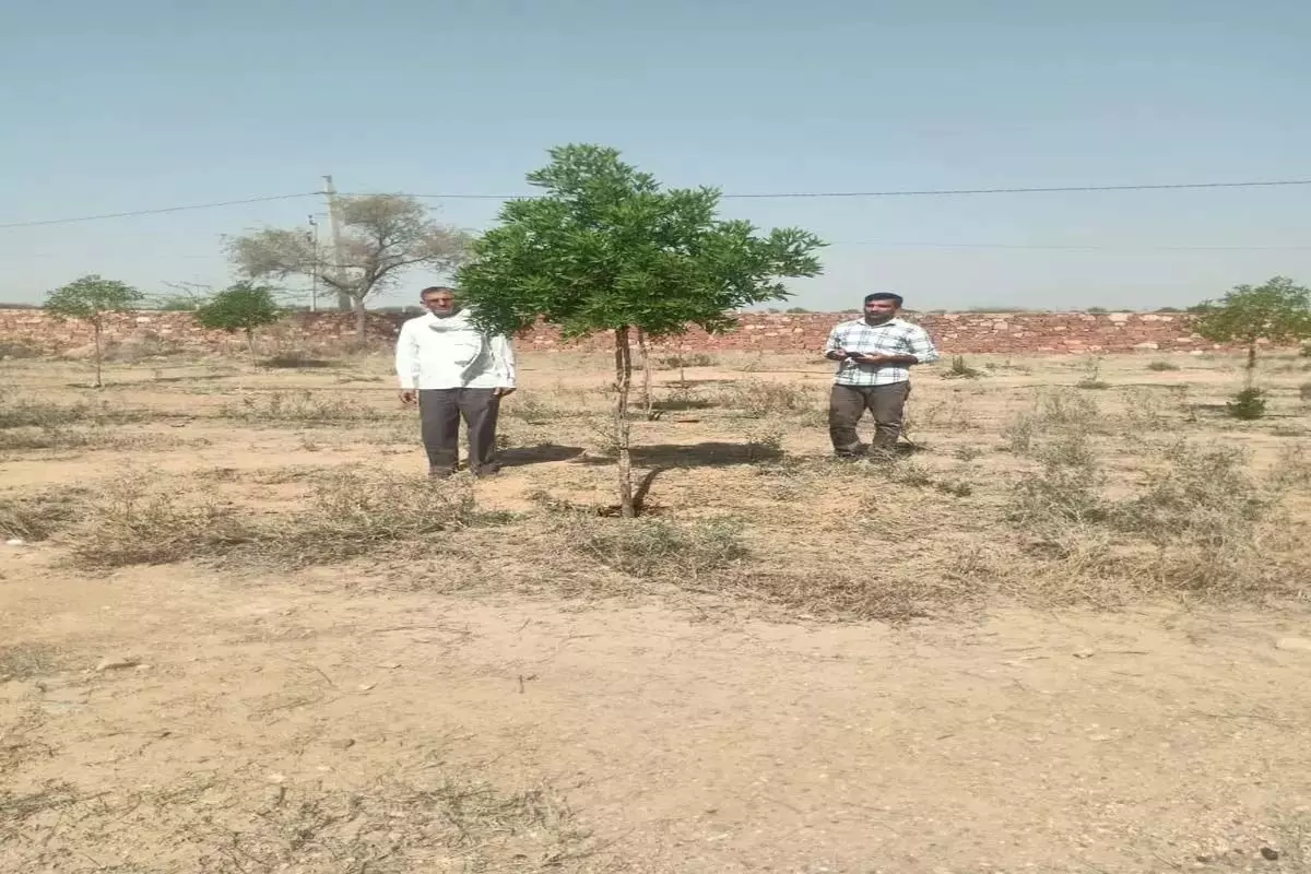Nagaur : नागौर जिले में शिक्षक गर्मी छुट्टी में स्कूल जाकर संभाल रहे पेड़ पौधे