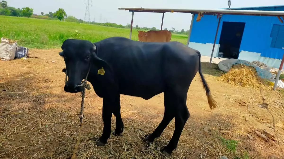 Tamil Nadu : उच्च वसा वाले दूध में कम, आविन ने 2,000 भैंस बछड़ों को गोद लिया