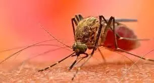 Gurugram: डेंगू ने बढा दी टेंशन, तीन लोगों में मिली संक्रमण की पुष्टि