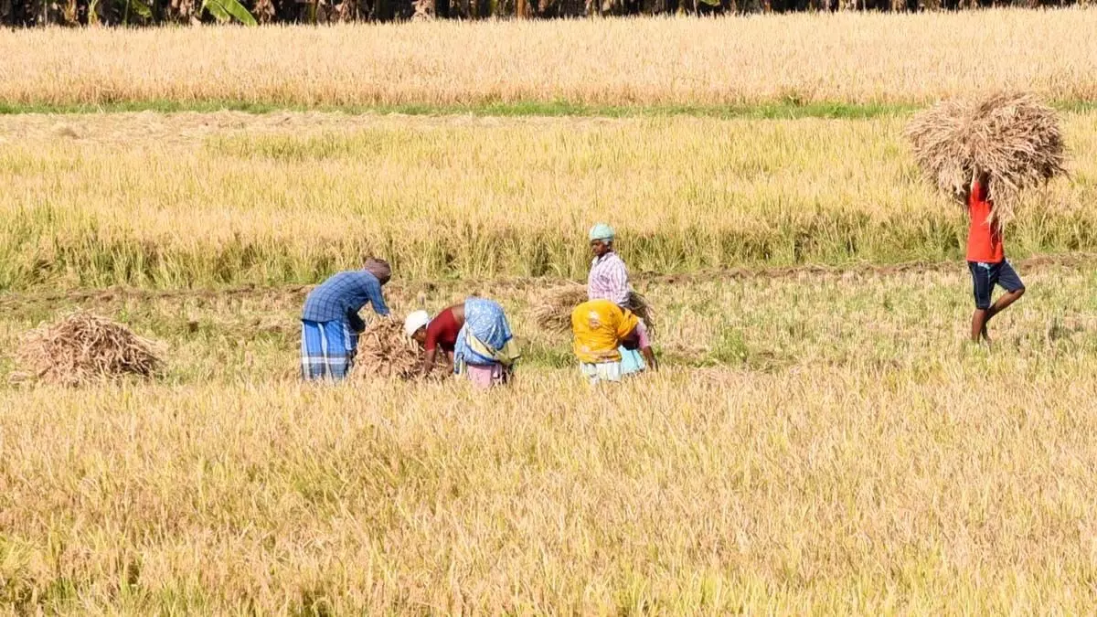 Tamil Nadu : सिंचाई की समस्या के कारण मदुरै जिले में कुरुवई की खेती में हो रही है देरी