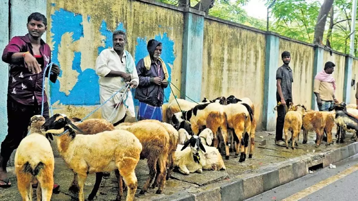 Karnataka: इस बकरीद पर कर्नाटक में भेड़ों की अपेक्षा बकरियों की मांग अधिक