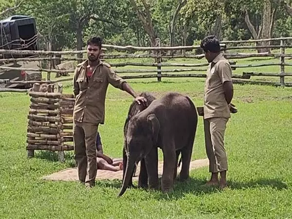 Tamil Nadu : मां द्वारा ठुकराए गए हाथी को ले जाया गया हाथी आहार शिविर में