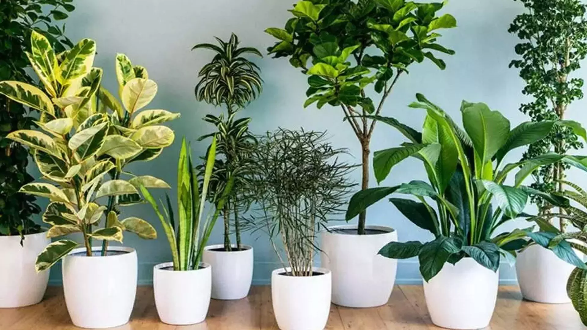 Plants:आपके घर में ठंडक बनाए रखेंगे ये प्लांट्स बढ़ेगा आकर्षण