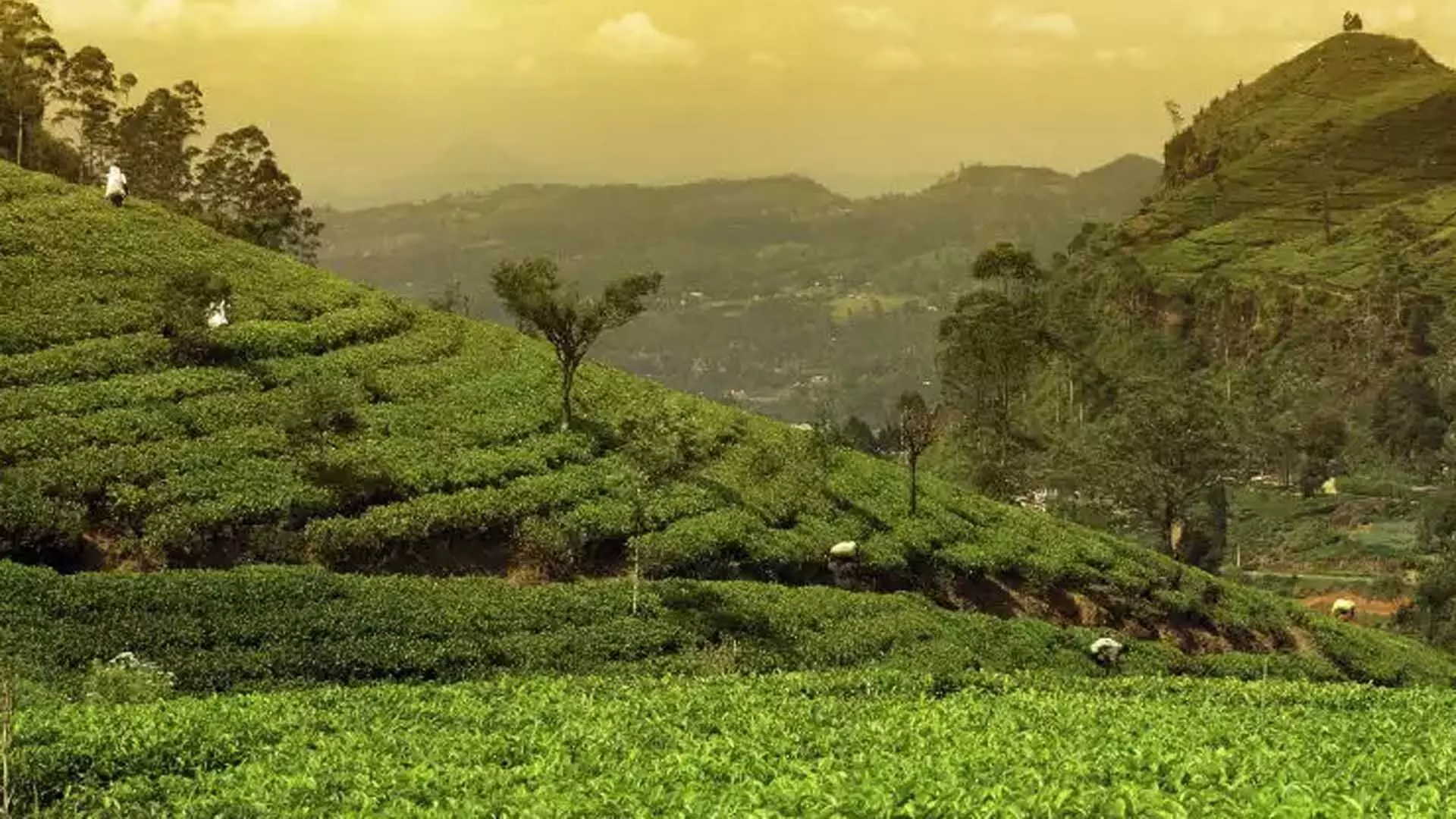 Assam: में घूमने लायक 5 लोकप्रिय चाय बागान
