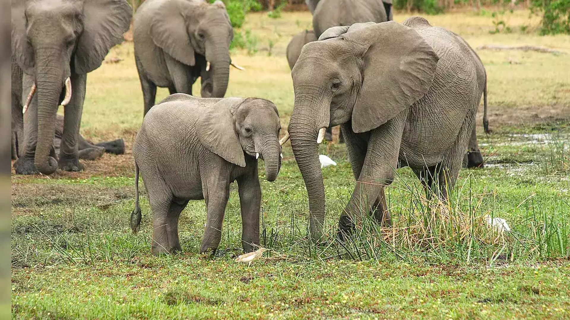 study: में पाया गया कि हाथी एक दूसरे को नाम से बुलाते हैं