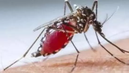 World: यूरोप में डेंगू और मच्छर से बढ़ते बीमारियों, यूरोपीय संघ की स्वास्थ्य एजेंसी ने दी चेतावनी
