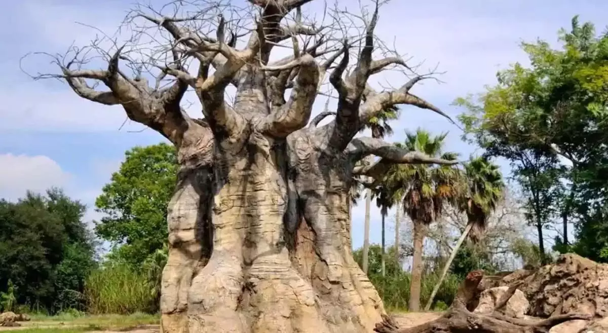 Baobab Tree Mystery: Know why 4 girls are imprisoned in this upside down tree, जानिए क्यों है इस उल्टे पेड़ में कैद हैं 4 लड़कियां