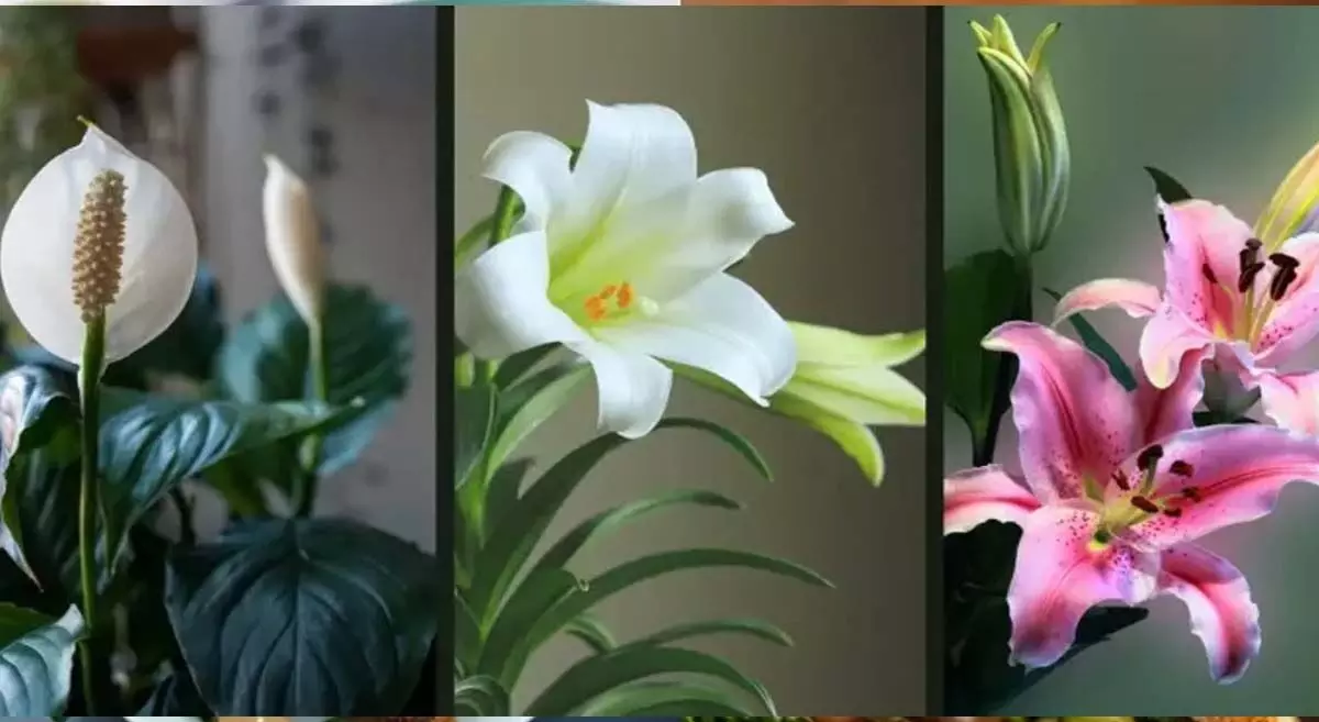 special lily plants: गर्मियों में घर पर सजाएं रंगबिरंगे ‘समर स्पेशल लिली प्लांट्स’