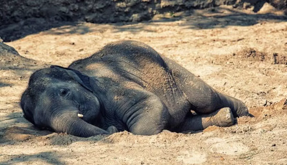 ASSAM NEWS :   गोलाघाट-कार्बी आंगलोंग सीमा पर वन कर्मियों ने मखना हाथी का गोलियों से छलनी शव बरामद किया