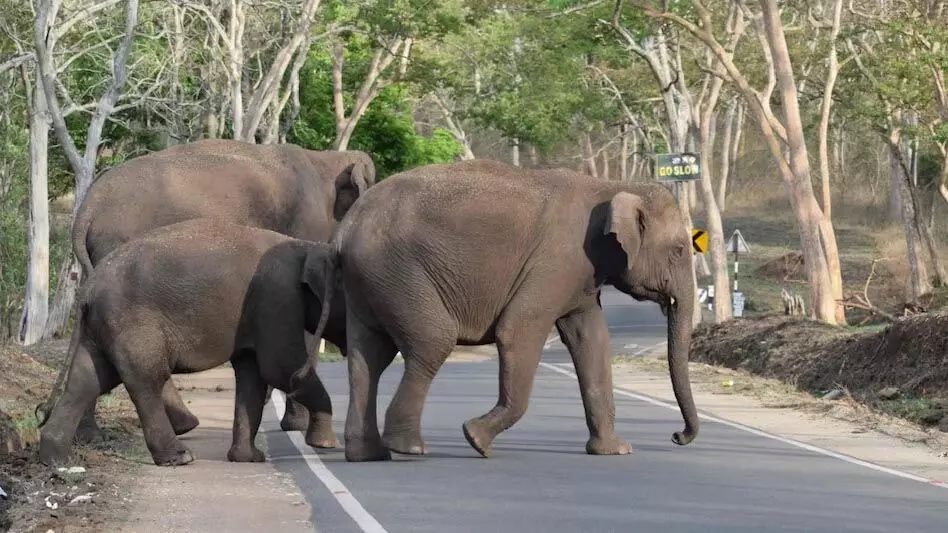 Tripura News: त्रिपुरा में मानव-हाथी संघर्ष को कम करने के लिए अंडरपास और लूट-विरोधी शिविर बनाने पर विचार किया