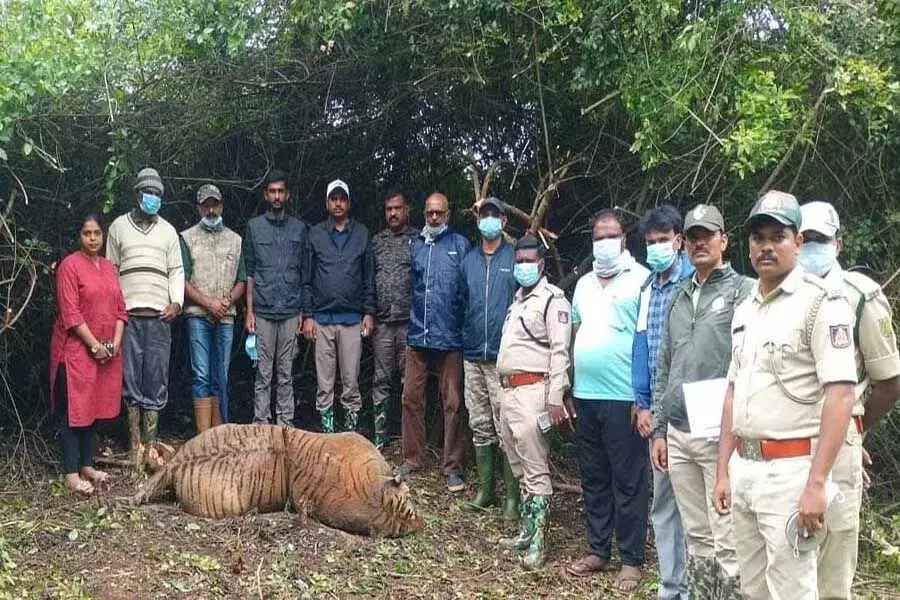 Nagarahole Tiger Reserve में पांच वर्षीय नर बाघ मृत पाया गया
