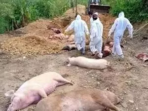 Mizoram News: अफ्रीकी स्वाइन फीवर से 1900 सूअरों की मौत, पोर्क कारोबार पर बुरा असर