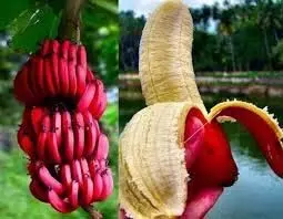 Red Banana:  जानिए लाल केला कैसे मदद करेंगा वजन कम करने के लिए