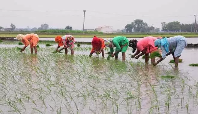 Punjab :  सीधी धान की बुआई में कम उपज, कम प्रोत्साहन किसानों को रोपाई विधि की ओर धकेल रहे