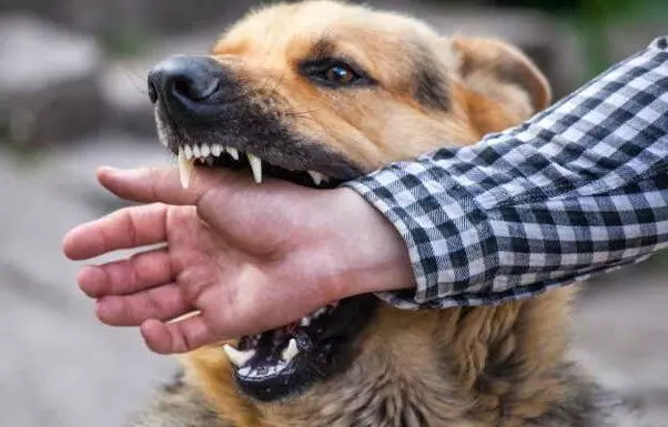 Shimla: पागल कुत्ते ने मां-बेटे और दो फेरीवालों को काटा