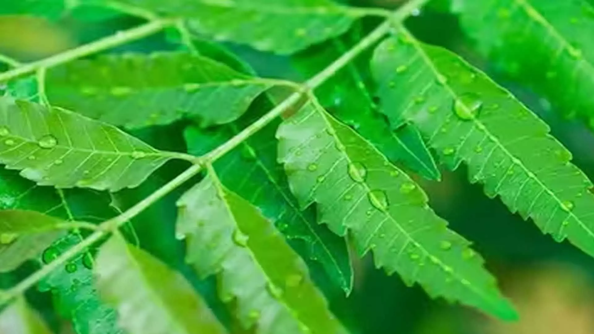 Neem Leaves: चौंकाने वाले फायदे जानकर नीम की कड़वी पत्तियां भी लगने लगेगी मीठी