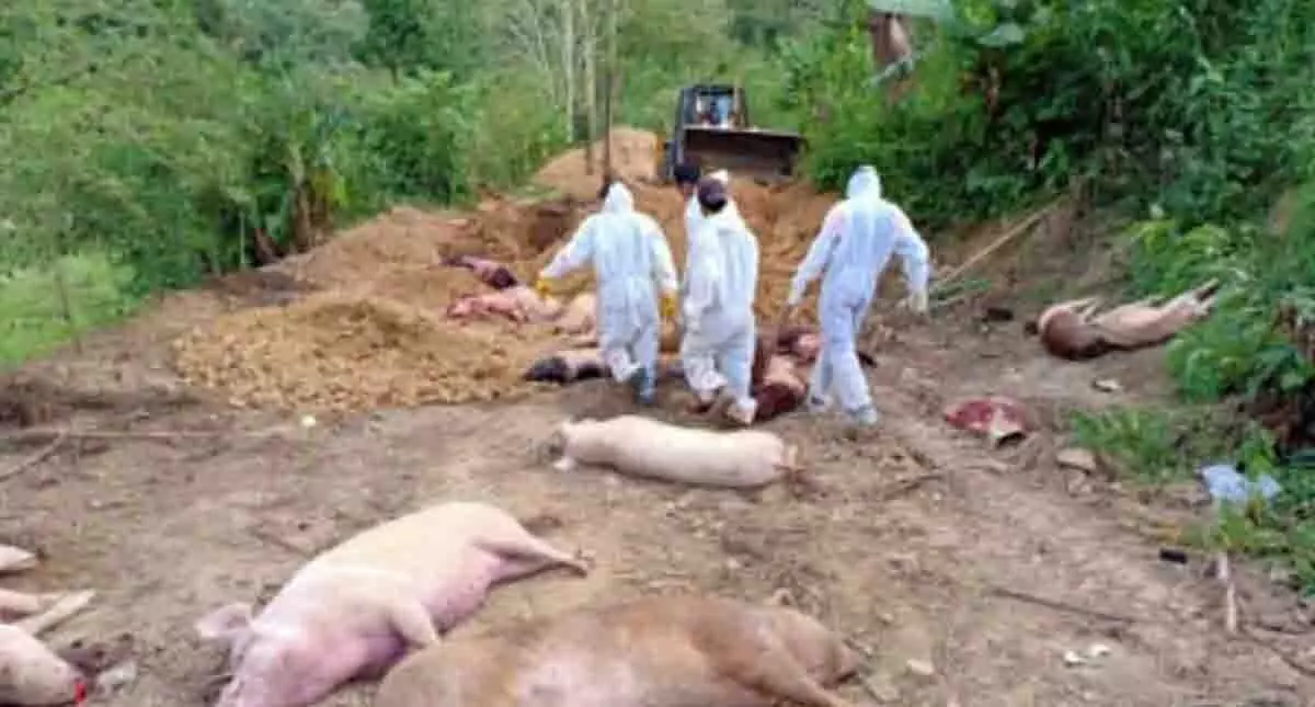 mizoram news : मिजोरम में अफ्रीकी स्वाइन फीवर से 1,900 सूअरों की मौत