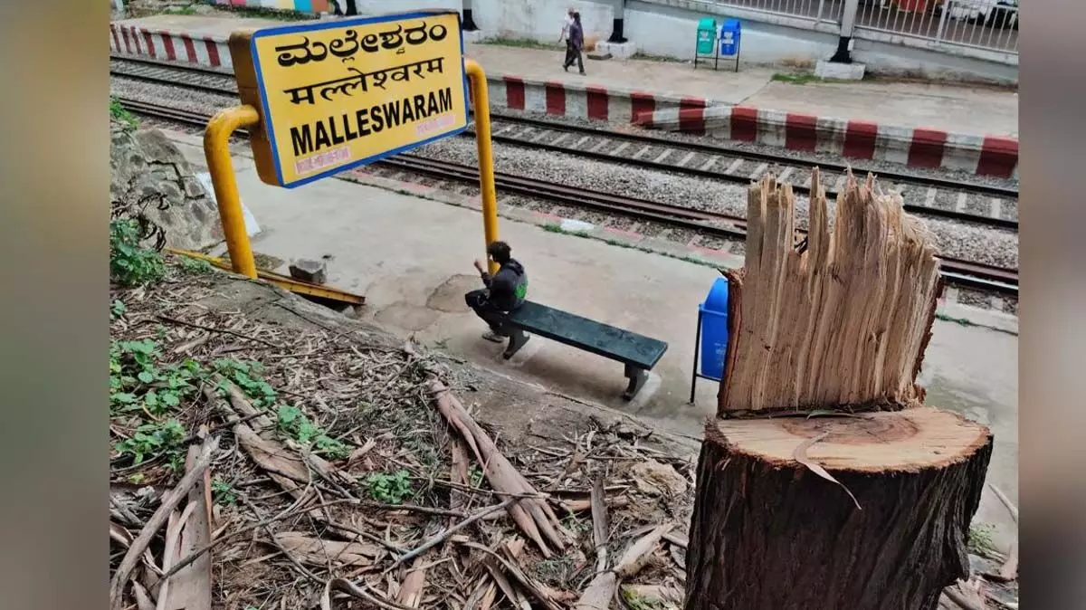 Karnataka News: हाईकोर्ट ने उपनगरीय रेलवे के लिए पेड़ों की कटाई पर रोक लगाई