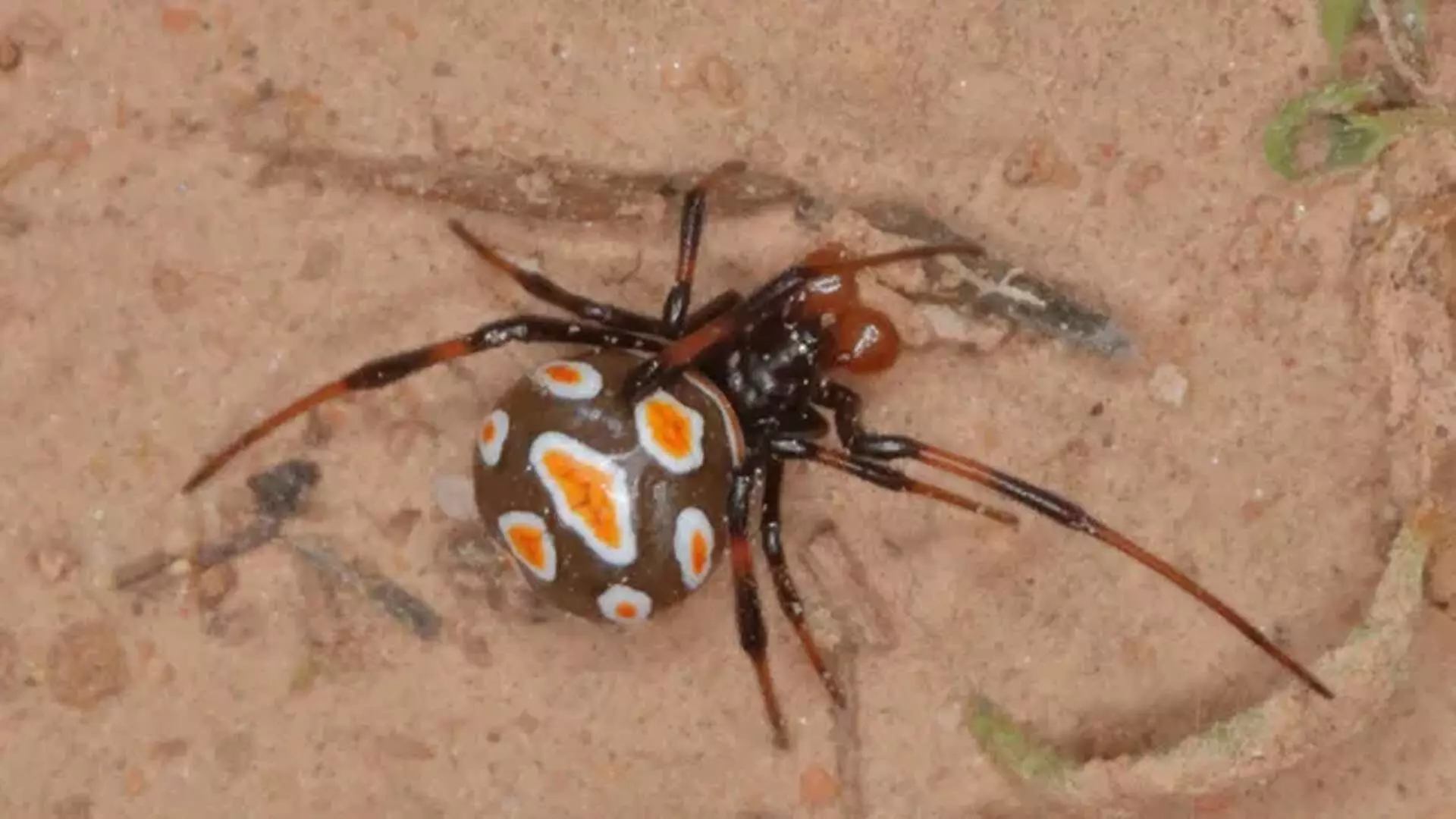 Black widow मकड़ी के काटने के लिए नया एंटीवेनम आविष्कार किया गया