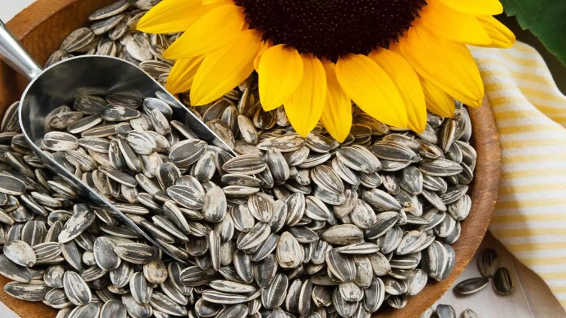 Sunflower seeds: औषधीय गुणों से भरपूर सूरजमुखी के बीज सेवन से होते है ये फायदे