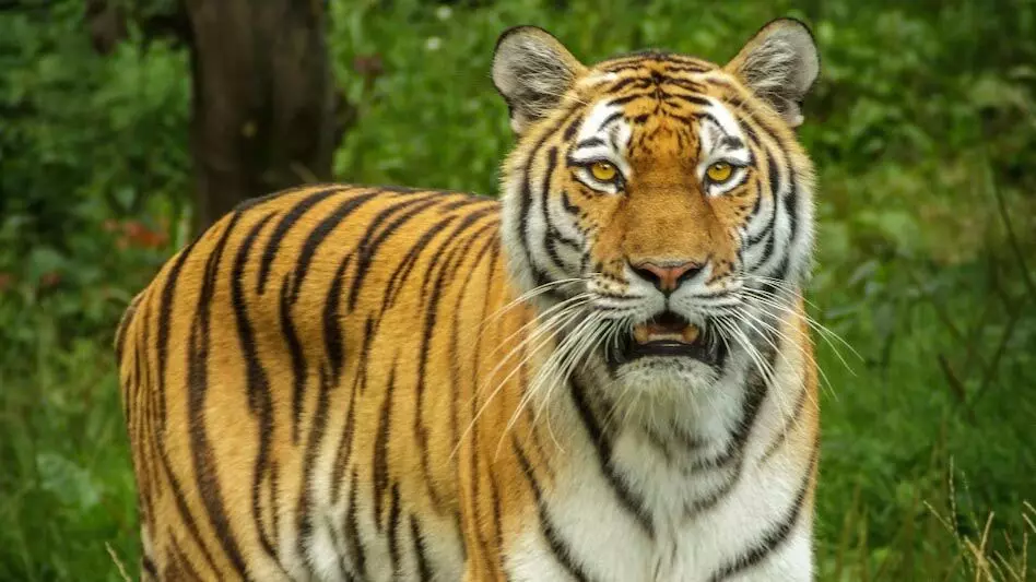 ASSAM NEWS :  काजीरंगा के पास बाघ देखे जाने के बाद असम के बोकाखाट में धारा 144 लागू