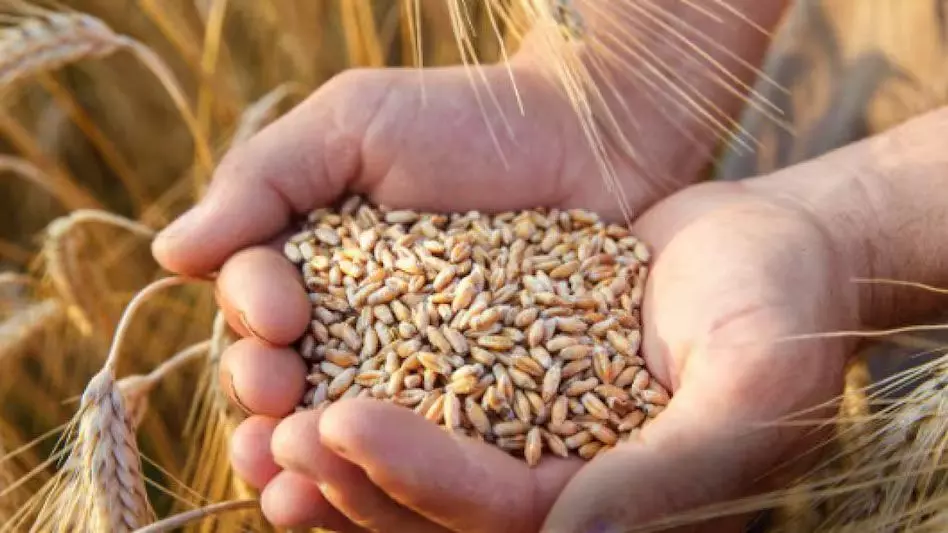 Wheat Price Statement: गेहूं की बढ़ती कीमतों पर सरकार का बयान