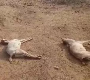 Bilaspur में बकरियों की मौत, टीकाकरण के बाद गई जान
