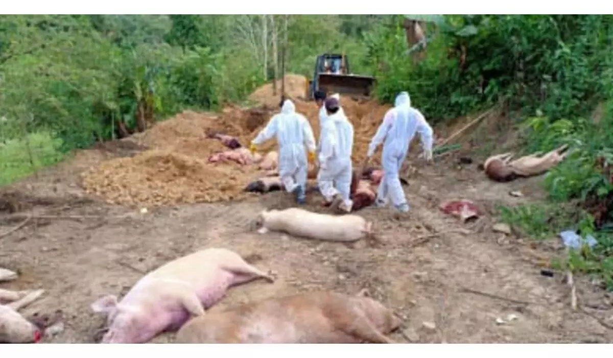 Mizoram News: अफ्रीकी स्वाइन फीवर से 1,900 सूअरों की मौत